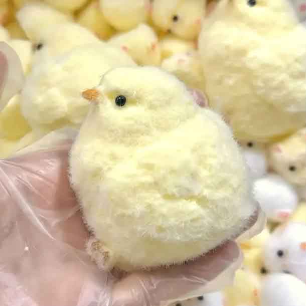 اسکویشی جوجه